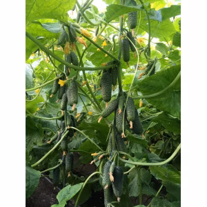 Огірок Мадейра F1(Seminis) 250 нас