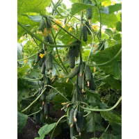Огірок Мадейра F1(Seminis) 250 нас