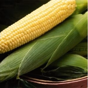 Кукуруза Бостон F1 (Syngenta) кг
