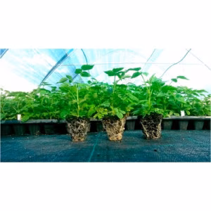 Касета для розсади (Agreen) ХQ21