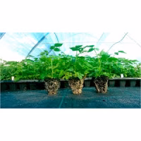 Касета для розсади (Agreen) ХQ21