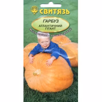 Гарбуз Атлантичний гігант (Свитязь) 7 нас.