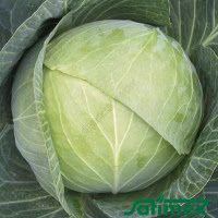 Капуста Амагер банка (Satimex) 0,5 кг Капуста Амагер банка (Satimex) 0,5 кг