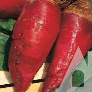 Буряк кормовий Червоний МАМОНТ Suba Seeds кг.