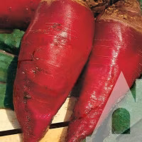 Буряк кормовий Червоний МАМОНТ Suba Seeds кг.