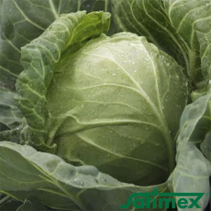 Капуста Іюньська банка (Satimex) 0,5 кг