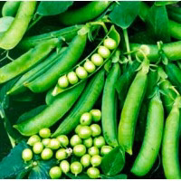 Горох Джоф (Syngenta) 100 000 нас. Горох Джоф (Syngenta) 100 000 нас.
