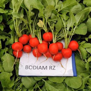 Редиска Бодіам F1 (Rijk Zwaan) 10 г.