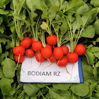 Редиска Бодіам F1 (Rijk Zwaan) 10 г. Редиска Бодіам F1 (Rijk Zwaan) 10 г.