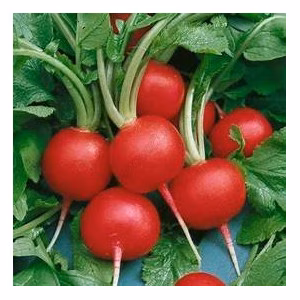 Редиска Парат банка (Satimex) 0,5 кг