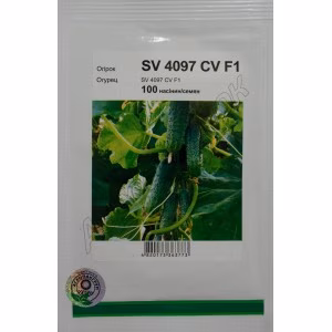 Огірок SV 4097 CV F1 (Seminis) 100 нас.