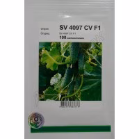 Огірок SV 4097 CV F1 (Seminis) 100 нас.