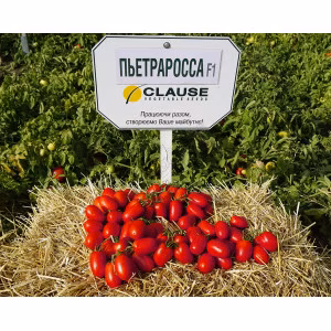 Томат Петра Росса F1 (Clause) 1000 нас.