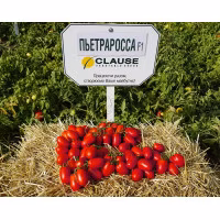 Томат Петра Росса F1 (Clause) 1000 нас.