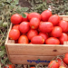Томат Брікстон F1 (Syngenta) 10 нас.